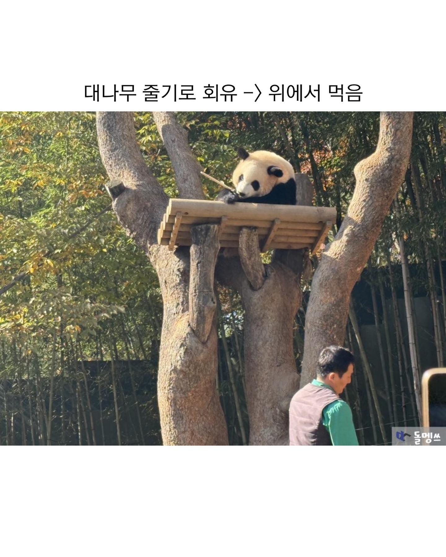 [잡담] 루이 오늘 하루종일 나무에서 안 내려왔넼ㅋㅋㅋㅋㅋㅋ | 인스티즈