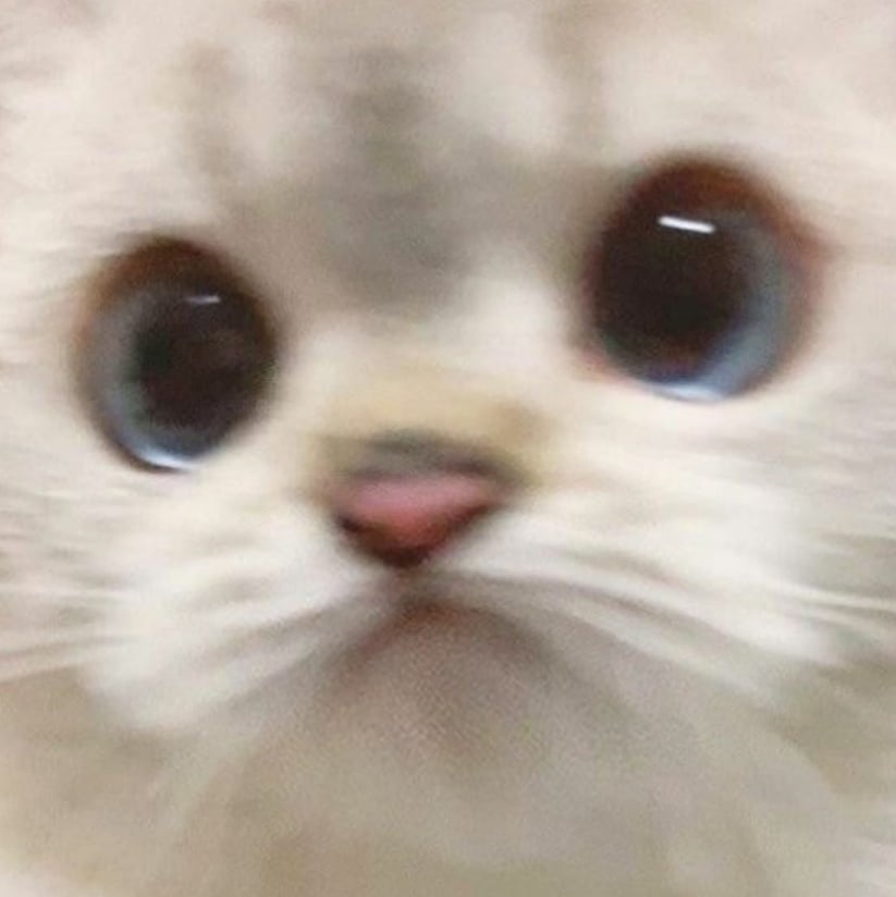 [잡담] 원빈이 진짜 세상에서 제일 예쁜 고냥이 | 인스티즈