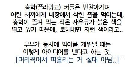 오해금지) *약혐* 어린 새끼에게 먹이를 주는 플라밍고 부부 | 인스티즈