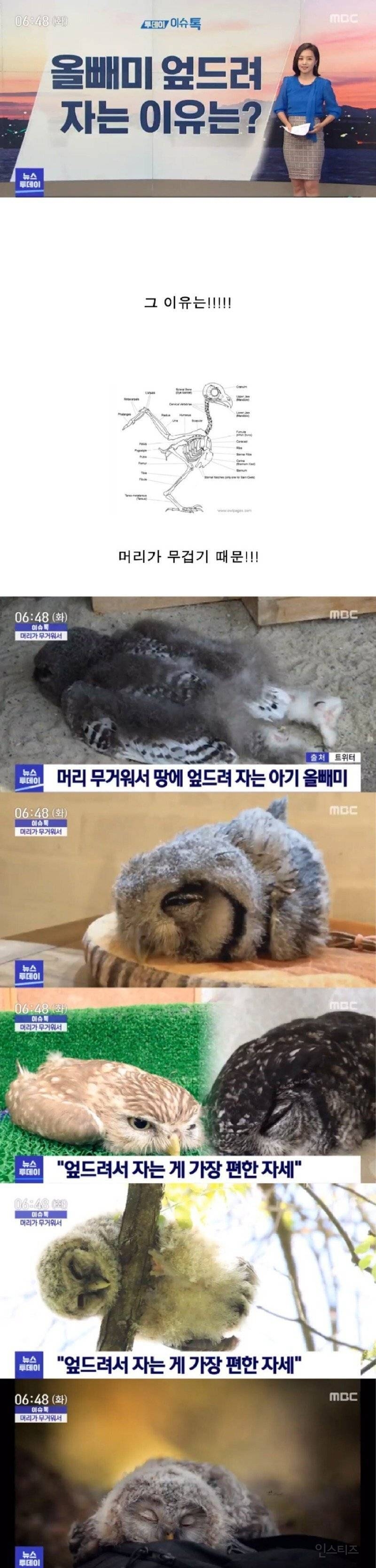 자는 모습이 은근히 귀여운 올빼미 | 인스티즈