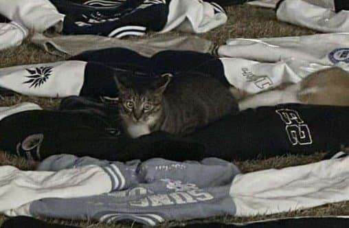 [잡담] 동덕여대 시위에 고양이 ㅋㅋㅋㅋㅋㅋㅋ | 인스티즈