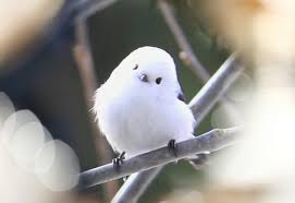 [잡담] 오늘 소희 뱁새도보인다 | 인스티즈