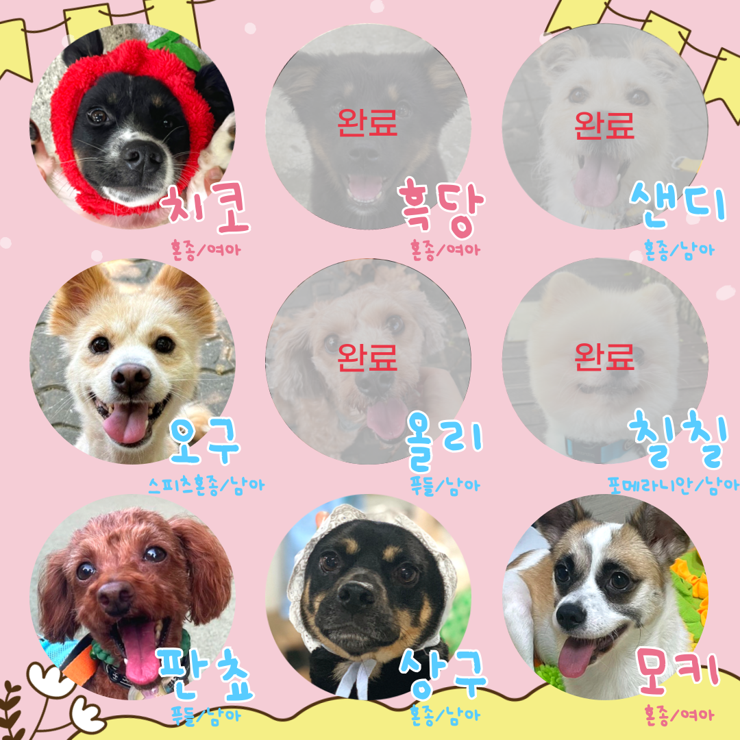 뜨끈말랑강쥐와 겨울 보내는 방법! 유기견 3개월 단기임보 | 인스티즈