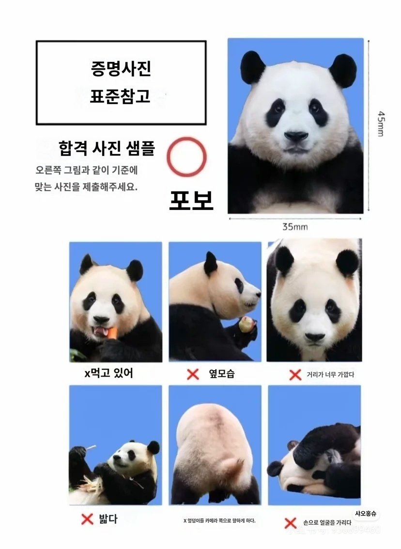 [잡담] 푸바오로 보는 증명사진 예시 좀 봨ㅋㅋㅋㅋㅋㅋㅋ | 인스티즈