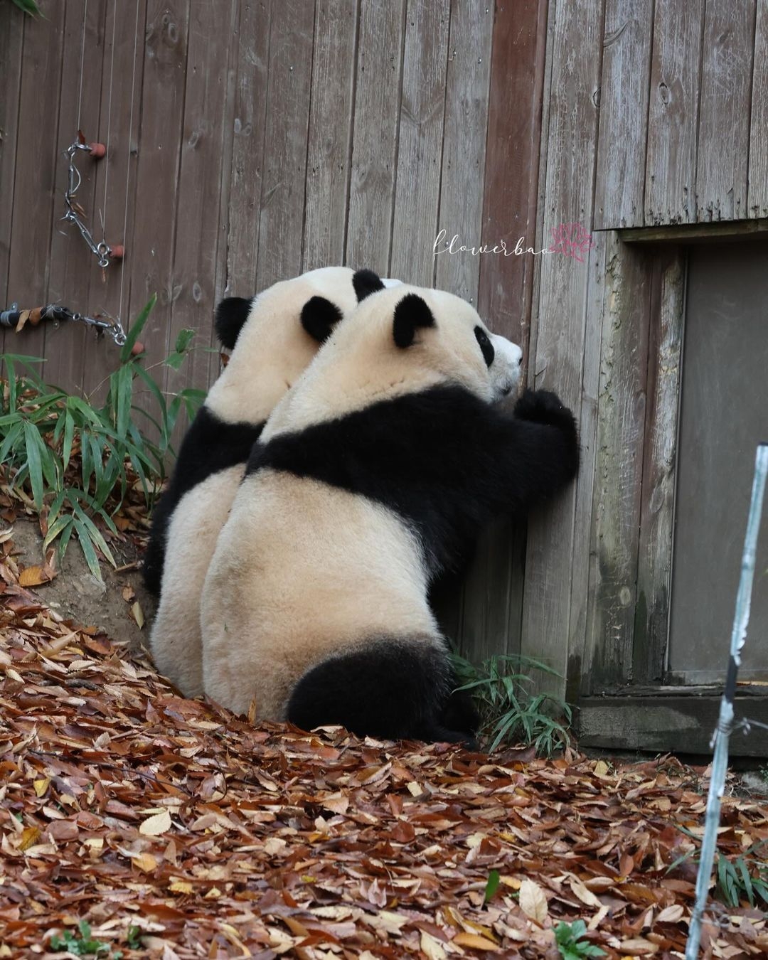 [잡담] 이 쌍둥이 곰돌이인형 세트로 갖고 싶어 | 인스티즈