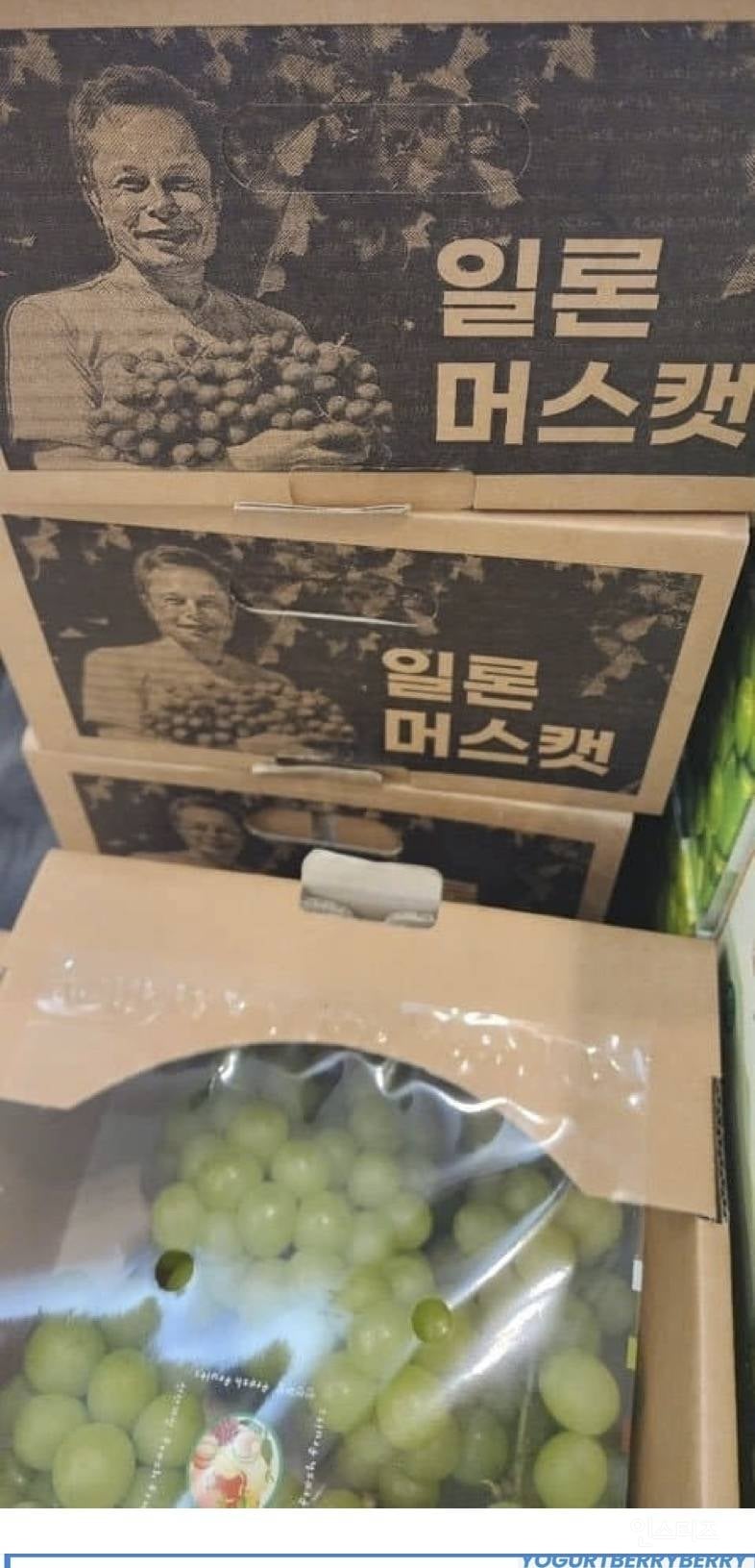 일론머스캣 | 인스티즈