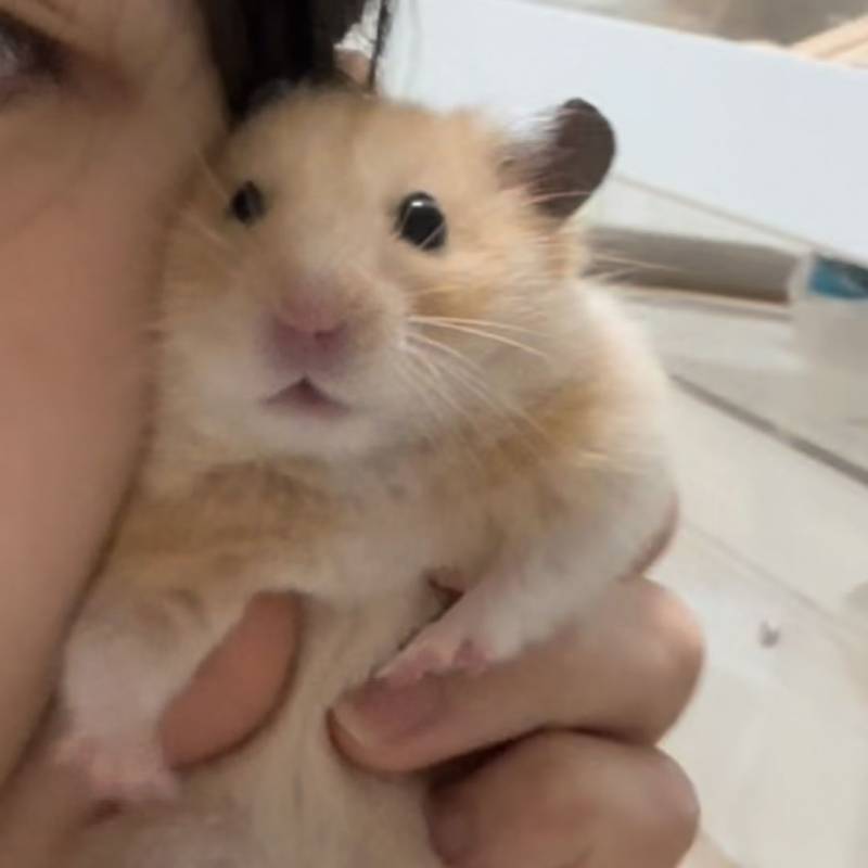 [잡담] 햄스터 사진 보고 힐링하고 가주기 | 인스티즈