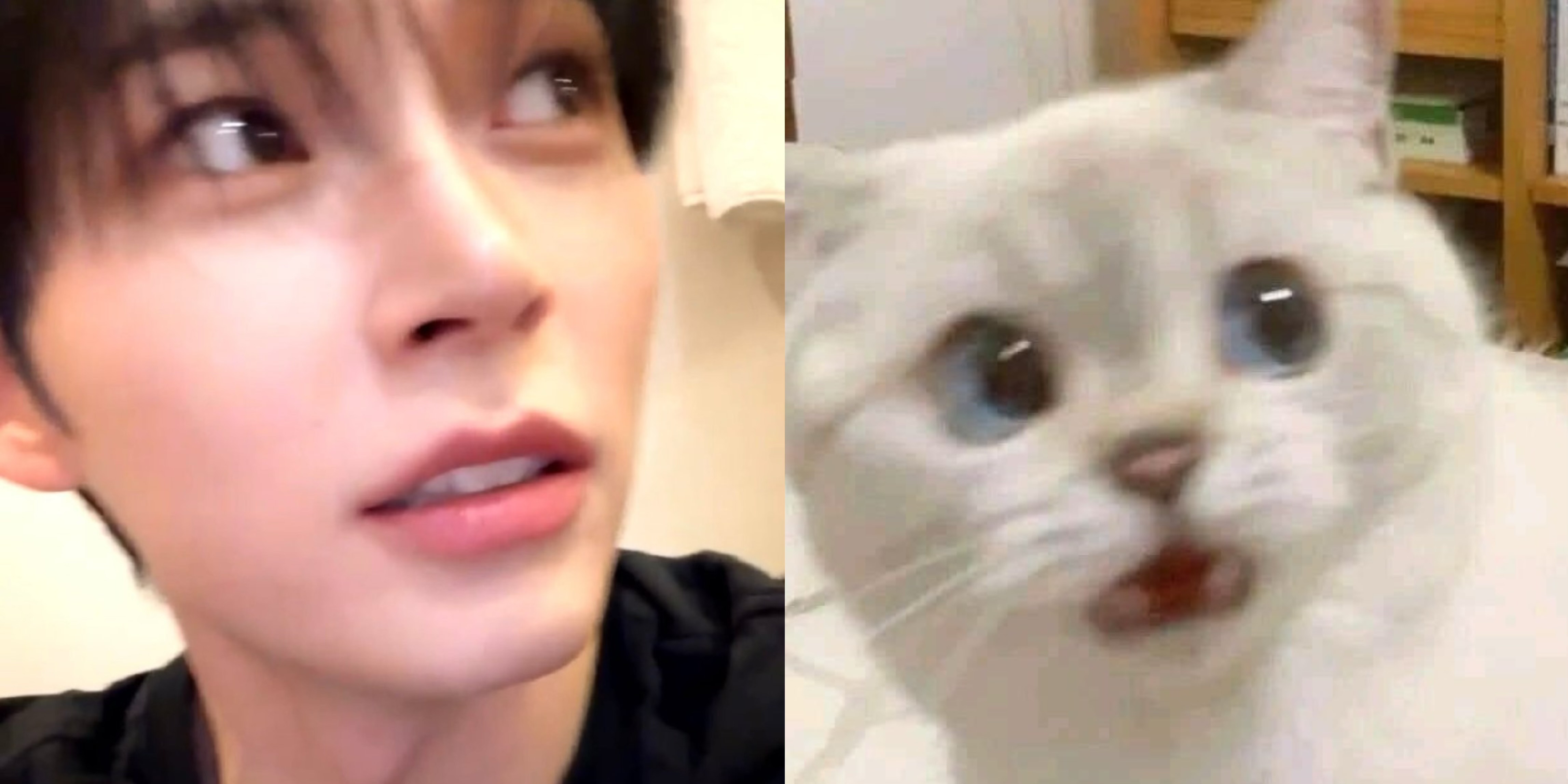 [잡담] 성한빈 햄냥이 모에화 | 인스티즈