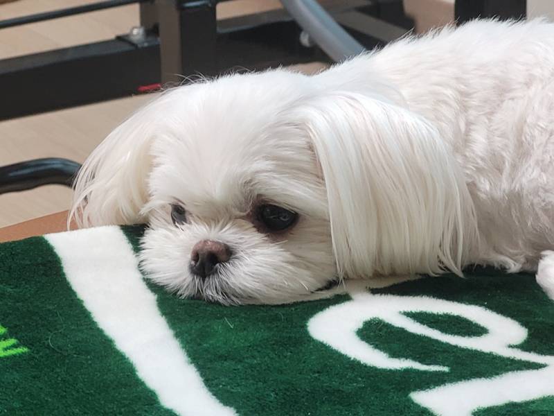 [잡담] 강아지가 자꾸 안아달래 | 인스티즈