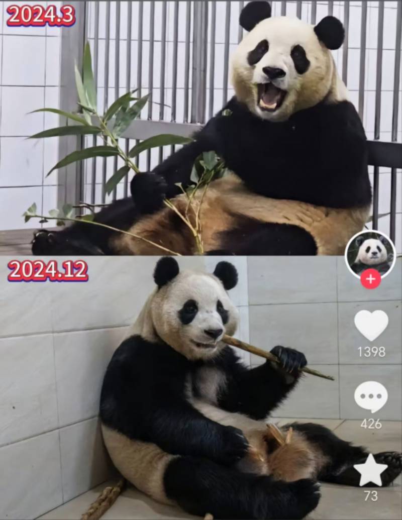 [잡담] 푸바오 한국에선 꼬질꼬질 했어도 눈이 초롱초롱 하고 표정도 좋고 윤기도 나서 진짜 귀여워 보였는데 | 인스티즈