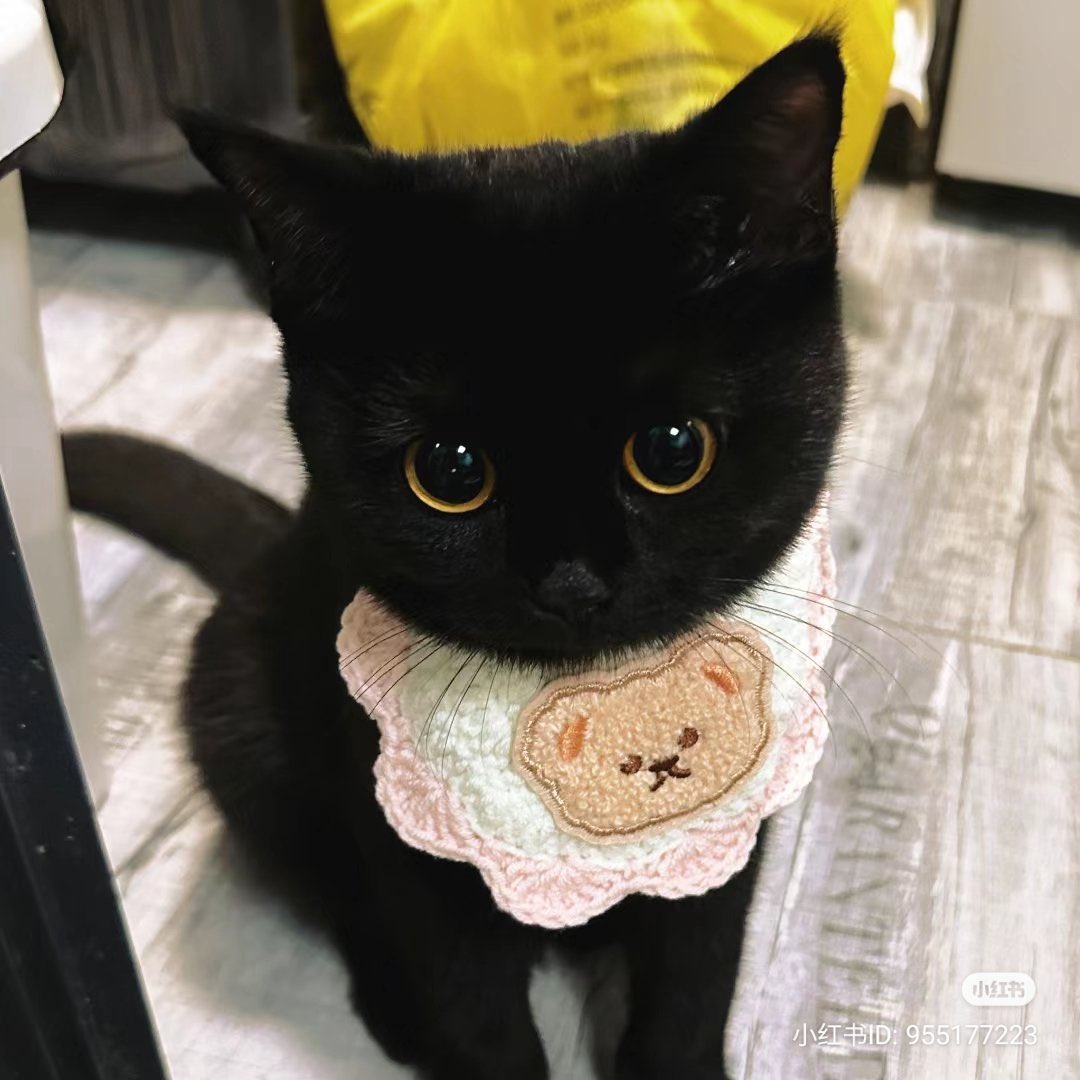 [잡담] 원빈이 진짜 세상에서 제일 예쁜 고냥이 | 인스티즈