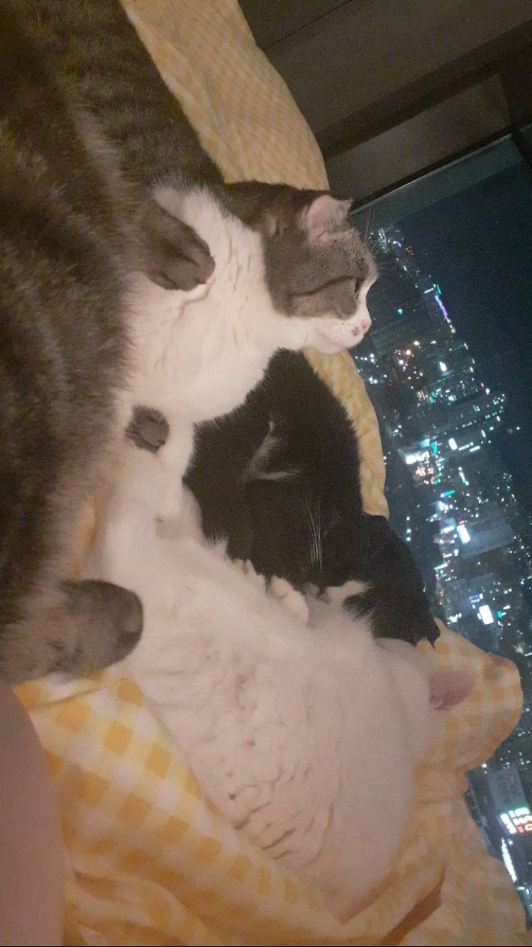 [잡담] 울 냥이 얼른 건강해지길 바라는 맘으로 사진자랑 | 인스티즈