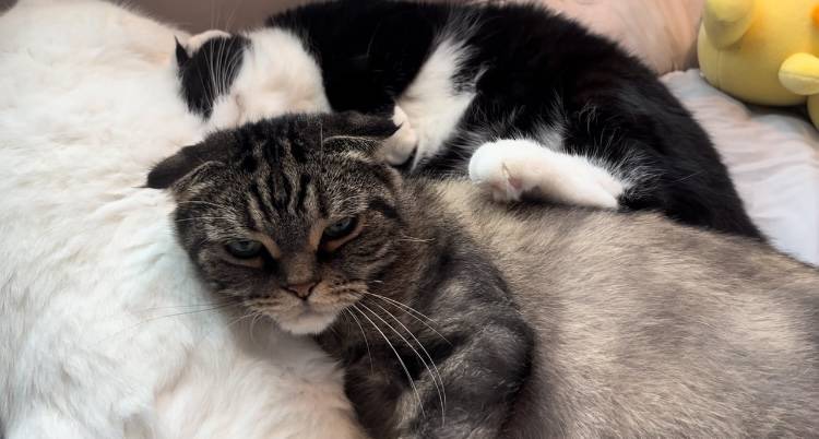 [잡담] 울 냥이 얼른 건강해지길 바라는 맘으로 사진자랑 | 인스티즈