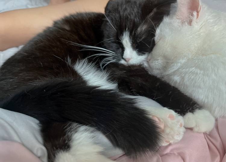 [잡담] 울 냥이 얼른 건강해지길 바라는 맘으로 사진자랑 | 인스티즈