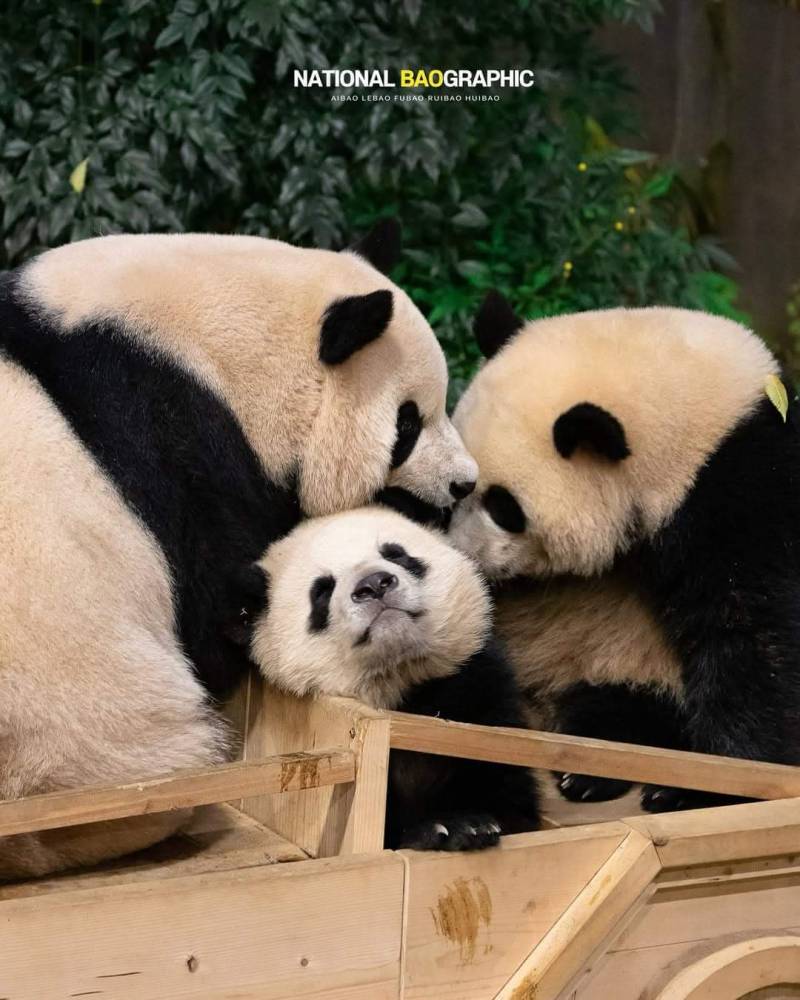 [잡담] 후이바오 너무 ㄱ ㅣ여워 | 인스티즈