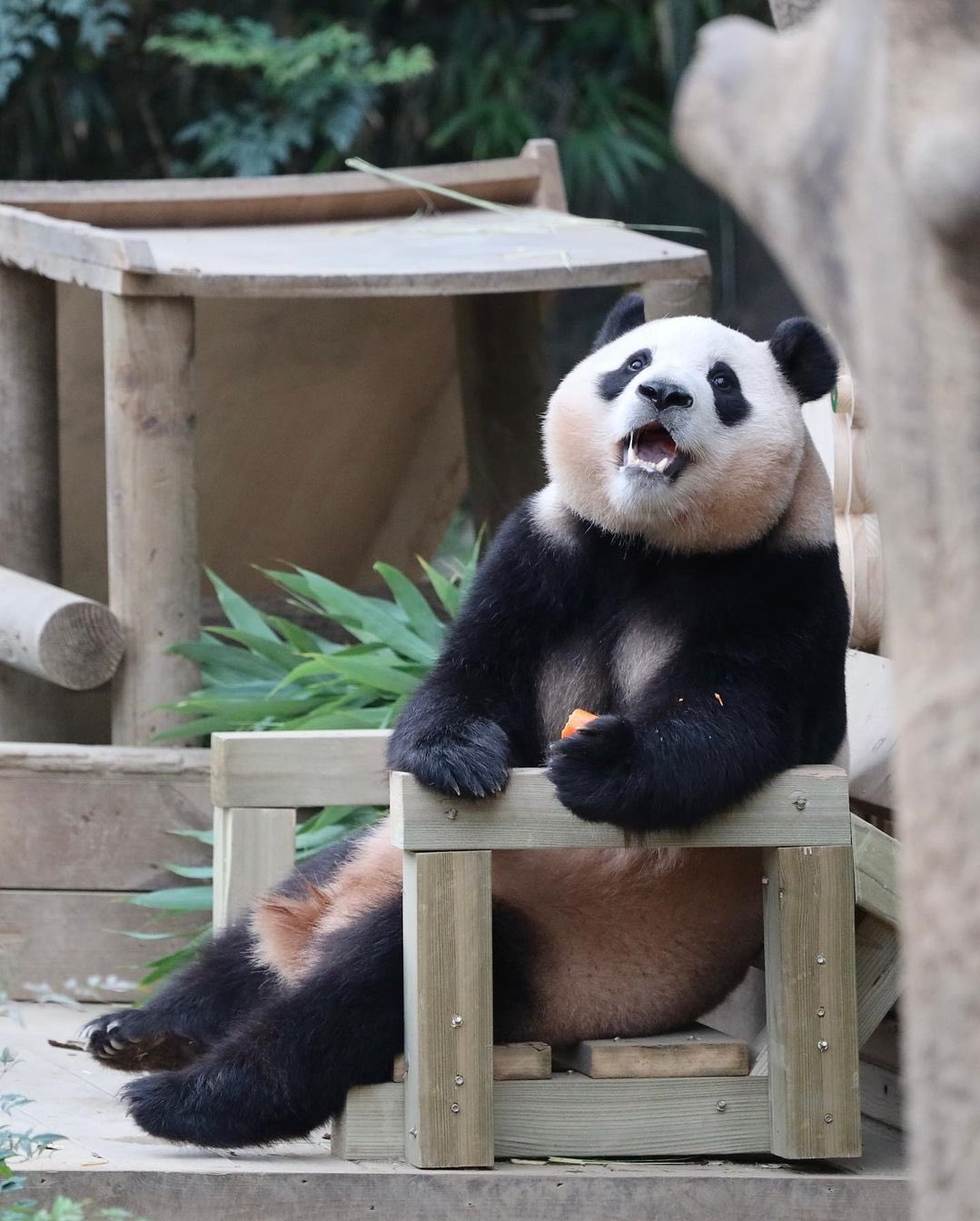 [잡담] 아 푸바오 다리가 짧아서(?) 바닥이 안닿앜ㅋㅋㅋㅋㅋㅋㅋㅋ | 인스티즈