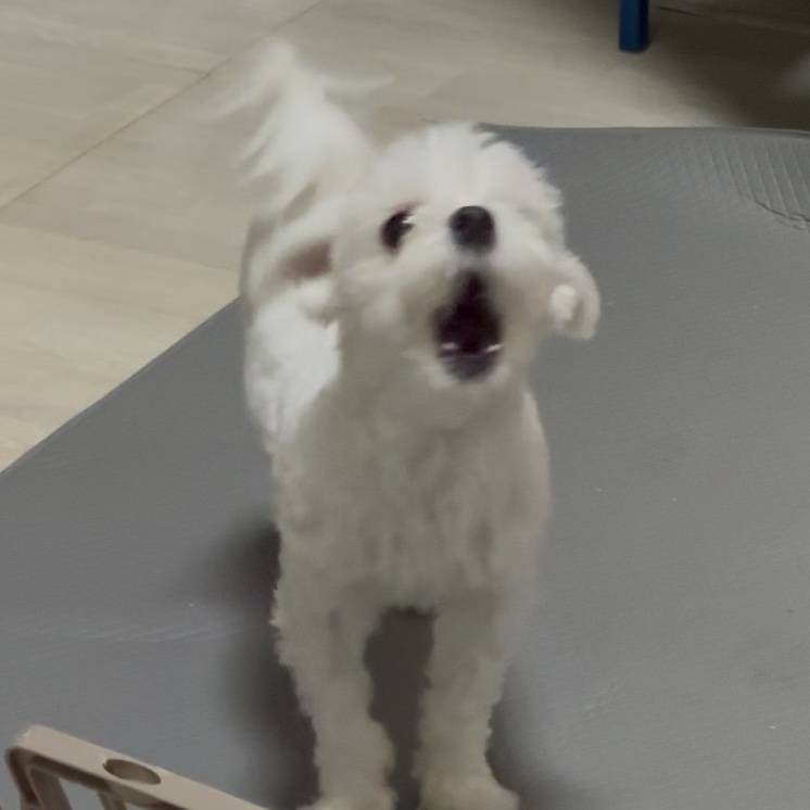 [잡담] 가결 그런거 모르겠고 마 니 시끄럽다개🐶 | 인스티즈