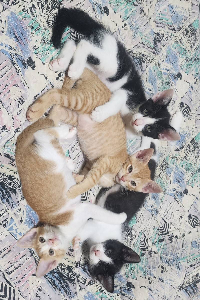 [잡담] 아빠네 고양이 많이 컸다 | 인스티즈