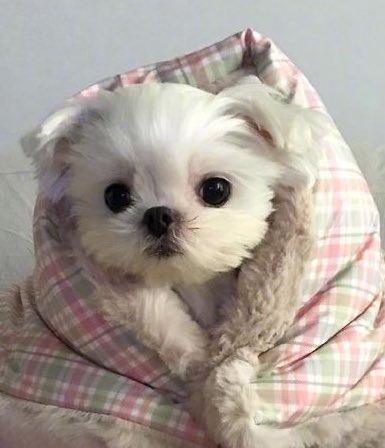 [잡담] 정우 크리스마스 포카 개이쁘다 | 인스티즈