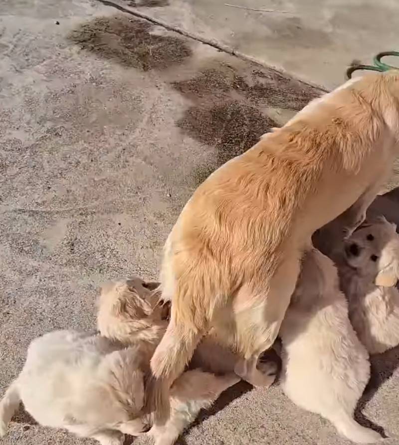 [잡담] 몽실이네 새끼강아지 왤캐컸대 | 인스티즈