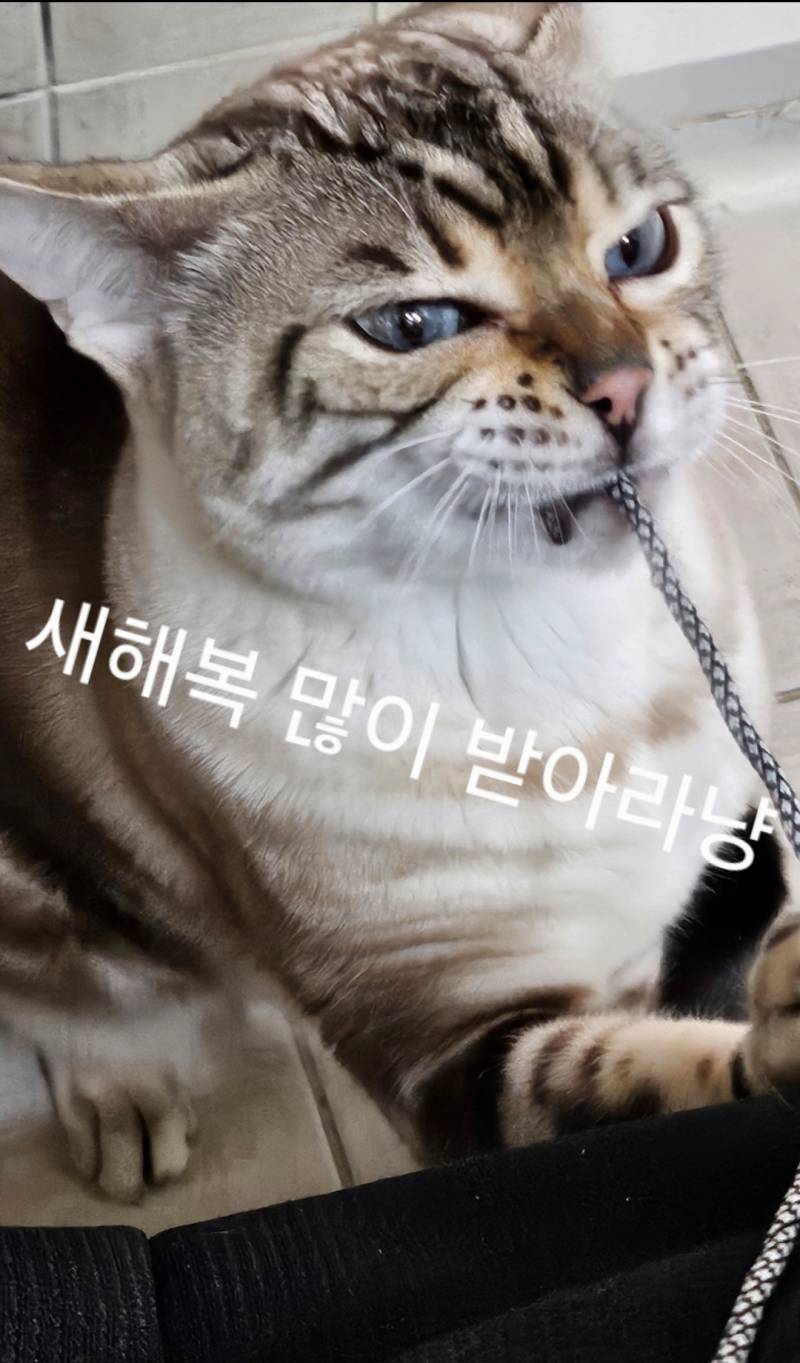 [잡담] 모두 새해 복 많이 받아라냥 | 인스티즈