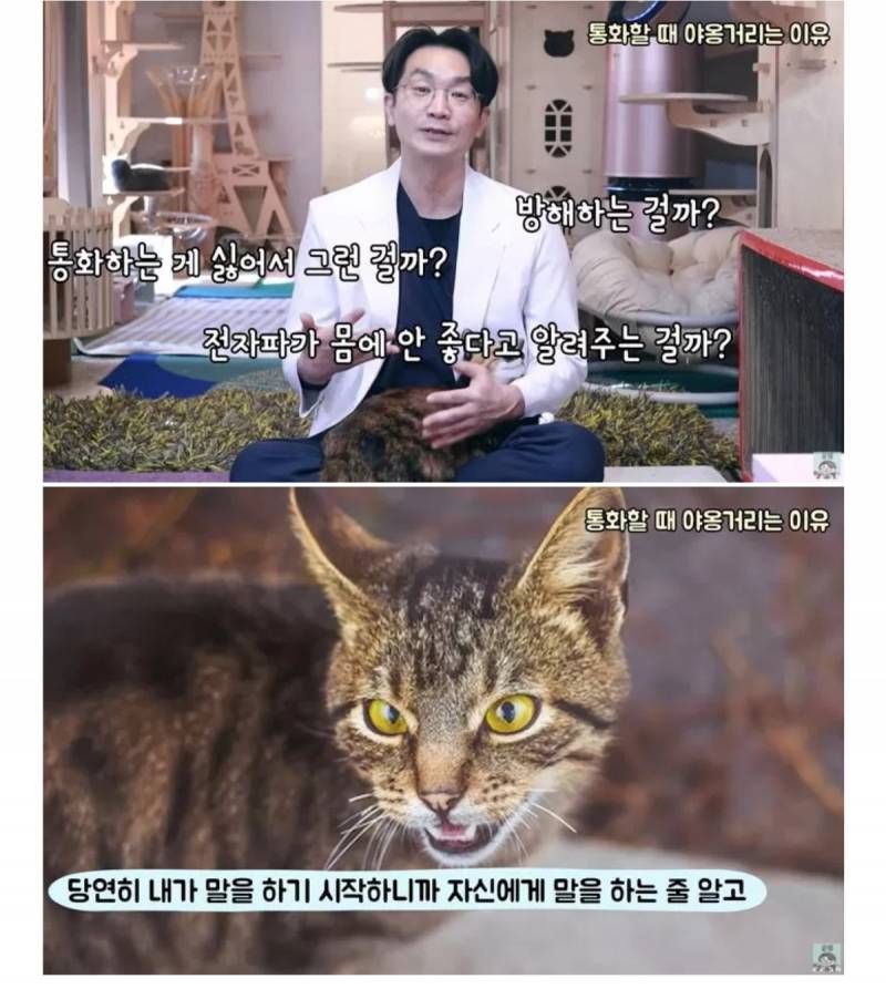집사가 전화할때 고양이가 우는 이유 | 인스티즈