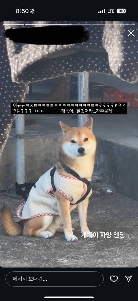 [잡담] 시바견 파양 | 인스티즈