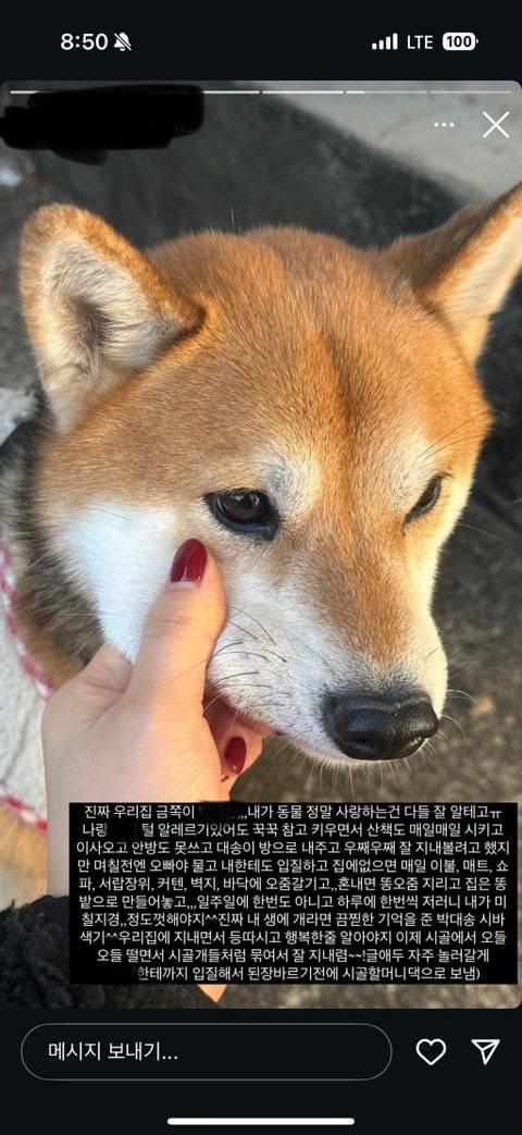 [잡담] 시바견 파양 | 인스티즈