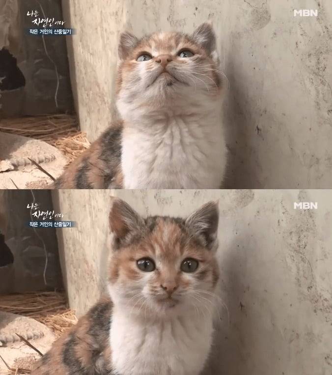[잡담] 헐 나는 자연인이다 고양이 너무 귀여운데 어떡해?? | 인스티즈