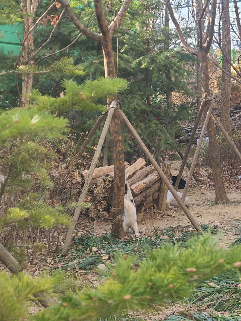 [잡담] 으아...새끼길냥들 너무 귀욥다... 캔도 잘먹고... | 인스티즈