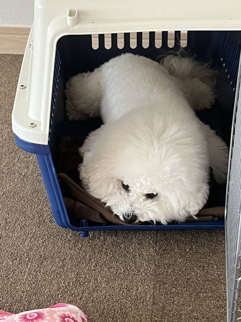 [잡담] 울집 강쥐 지금 너무 모쌩겨써 | 인스티즈
