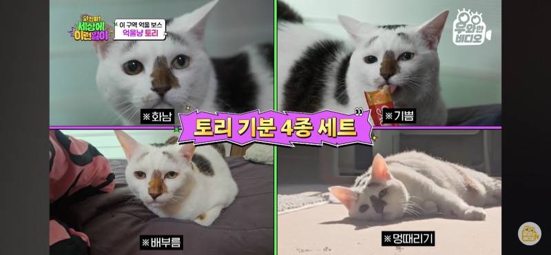 [잡담] 아 유튜브 고양이 얘 너무 귀엽다 | 인스티즈