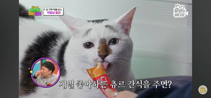 [잡담] 아 유튜브 고양이 얘 너무 귀엽다 | 인스티즈