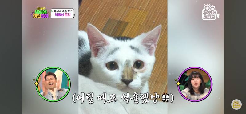 [잡담] 아 유튜브 고양이 얘 너무 귀엽다 | 인스티즈
