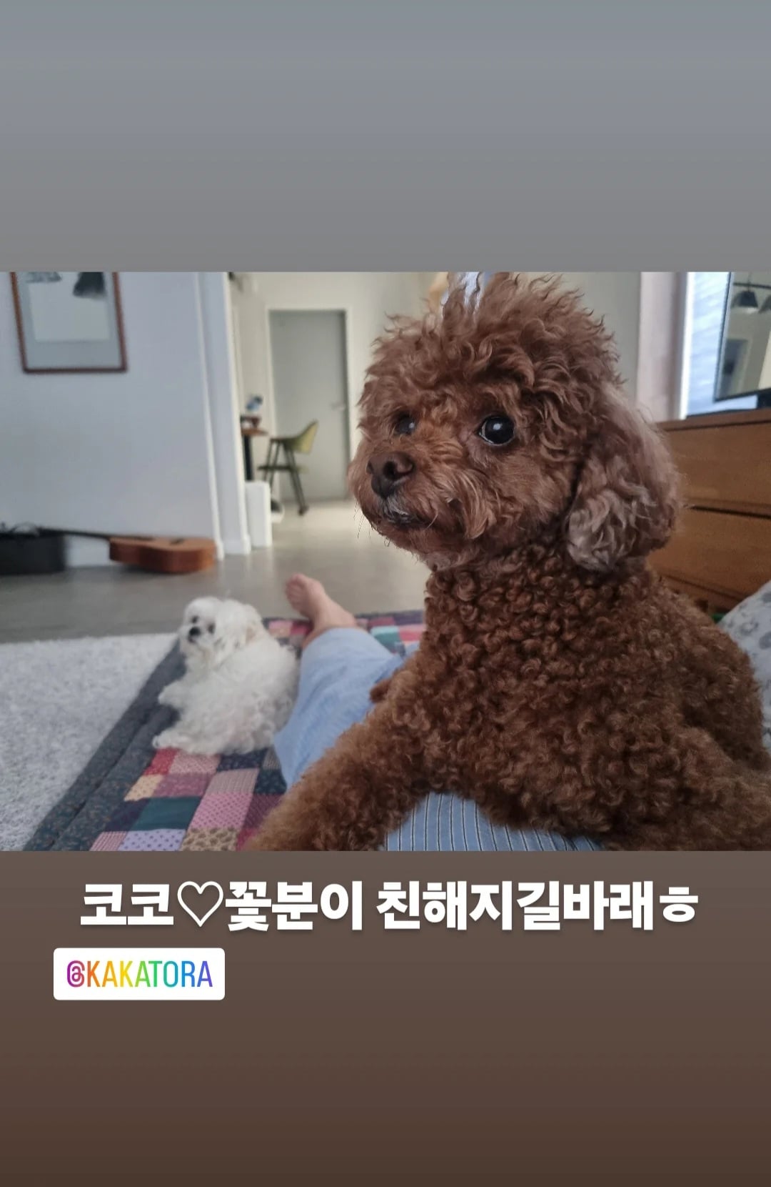 [정보/소식] 구성환 인스스 꽃분이랑 이주승네 코코 | 인스티즈