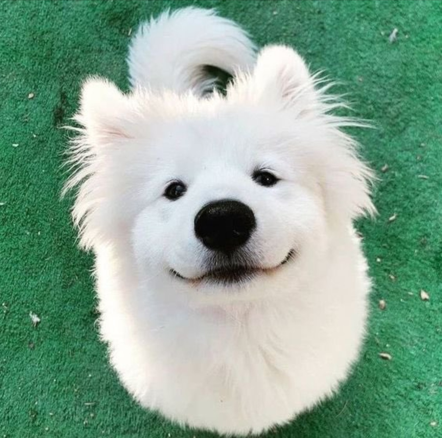 [잡담] 앤톤 닮은 강아지래 | 인스티즈