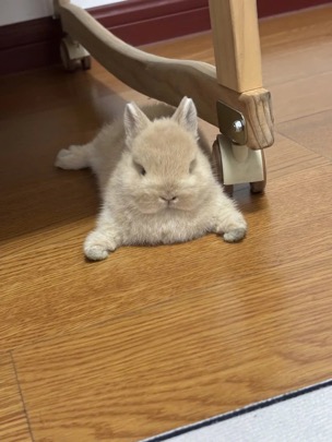 [잡담] 도영이 좋아하면서 토끼사진 진짜 많이저장하는듯 | 인스티즈