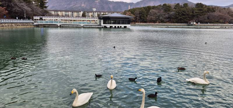 [잡담] 용지못의 고니들 | 인스티즈
