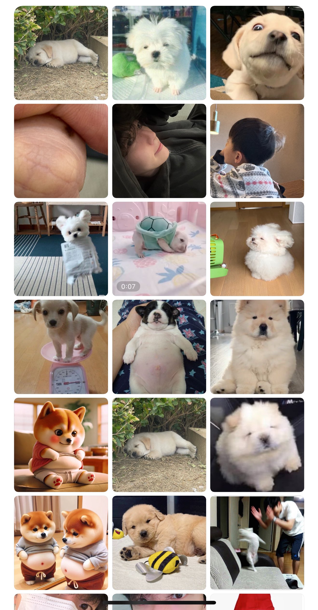 [잡담] 백현이가 이제까지 보내준 강아지짤 | 인스티즈