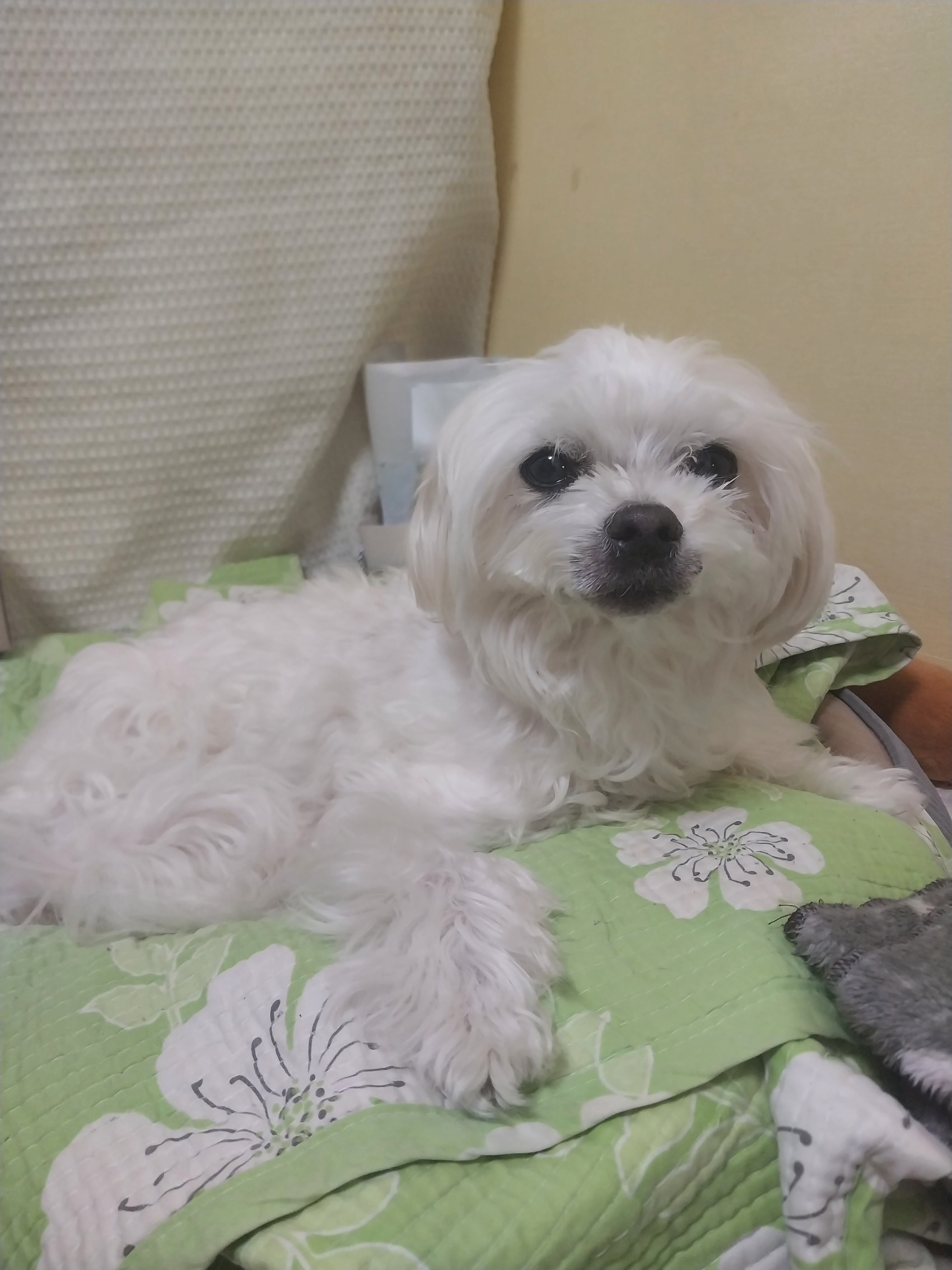 [잡담] 멍멍3 🐶 사진 | 인스티즈