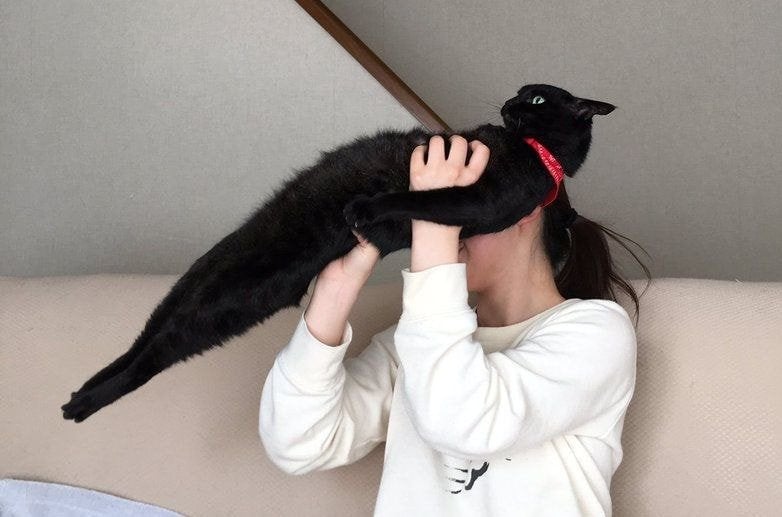 [잡담] 완전 이런 고양이 같음 | 인스티즈