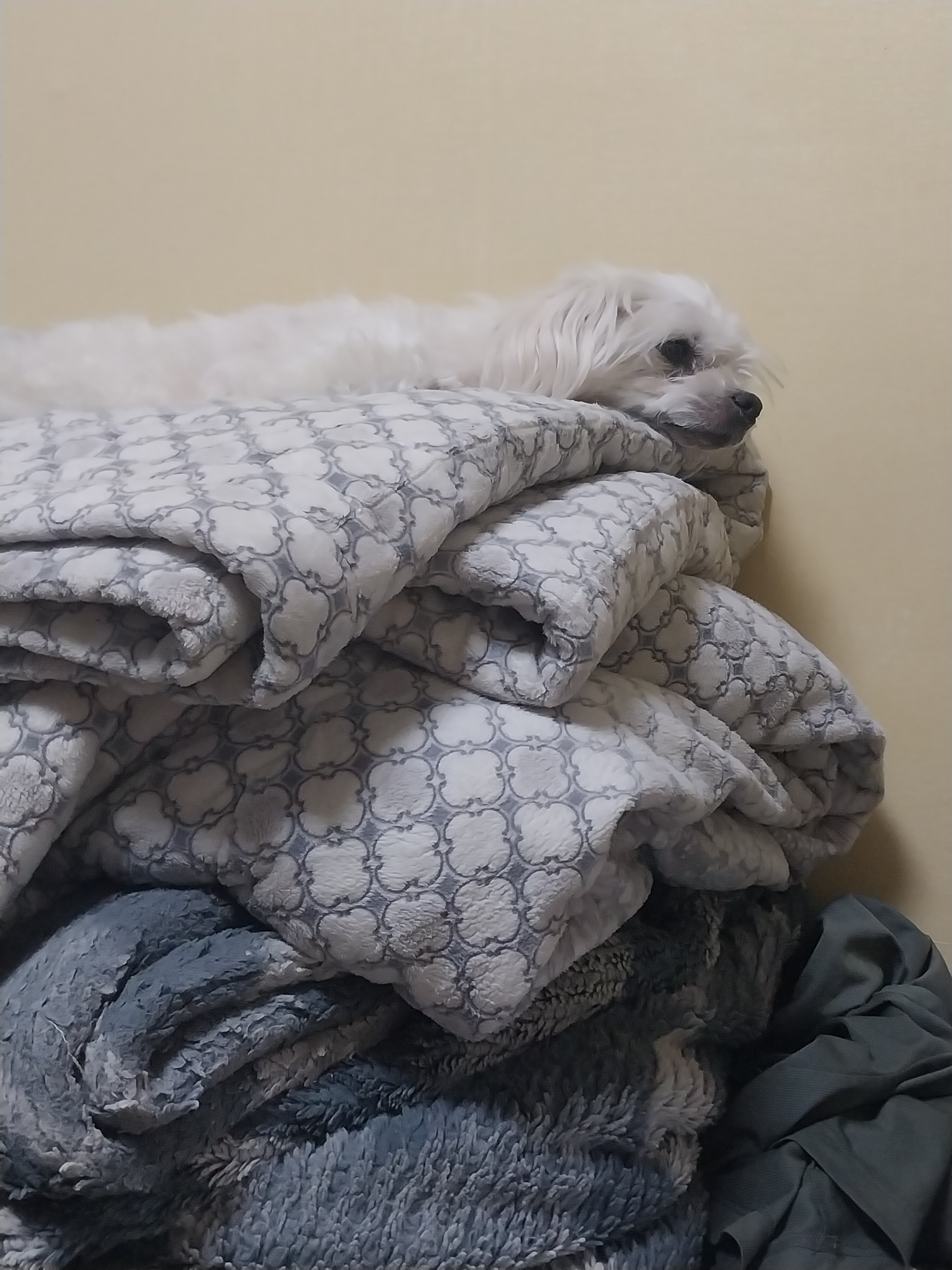 [잡담] 얘들아 강쥐 과시하자 | 인스티즈