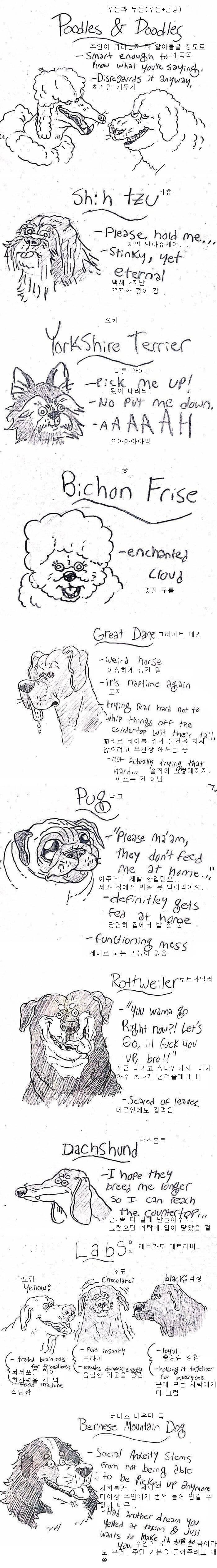 애견카페 직원이 분석한 견종 백과 | 인스티즈