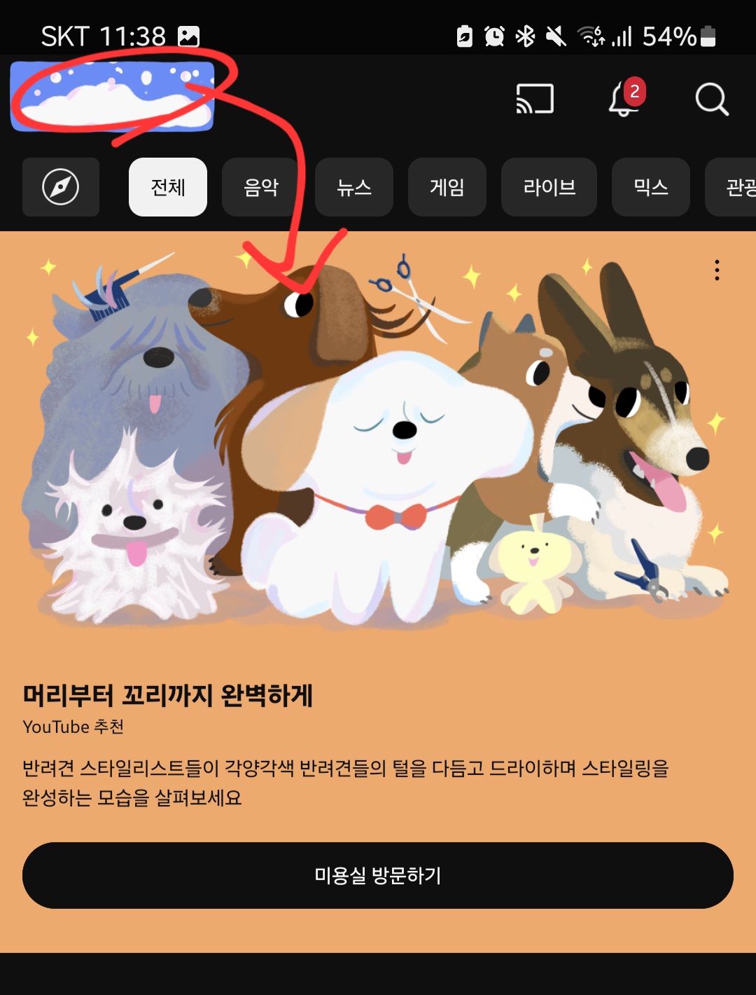 [잡담] 반려견들 미용하는 거 좋아하는 익들은 이거 좋아하겟다 | 인스티즈