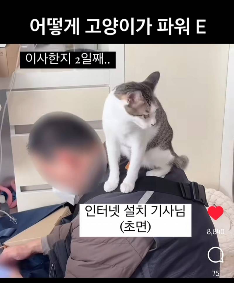 [잡담] 고양이 원래 안저래? | 인스티즈