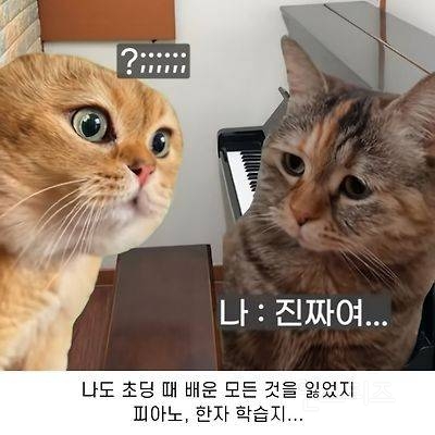 어렸을 때 피아노 배운 사람들 특징 | 인스티즈