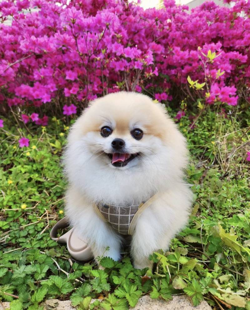 [잡담] 꾸마들도 둥테라피 좀 하자 | 인스티즈