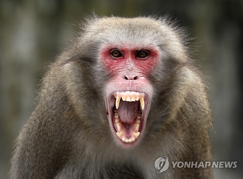 [잡담] 너네 원숭이 하면 어떤 이미지가 제일 먼저 떠오름? | 인스티즈