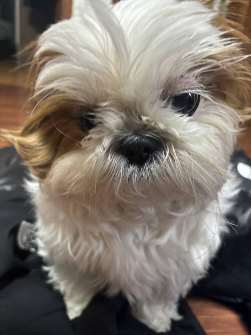 [잡담] 🐶꼬질이 시추 오늘 미용했다🐶 | 인스티즈