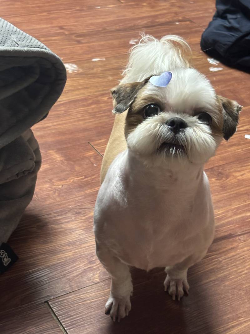 [잡담] 🐶꼬질이 시추 오늘 미용했다🐶 | 인스티즈